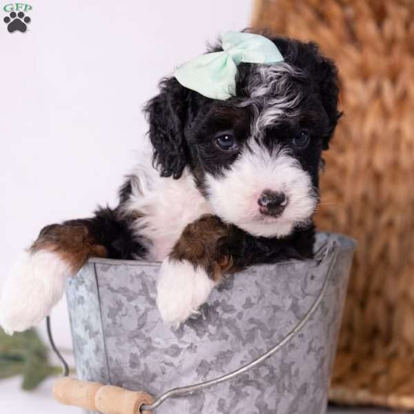 Keri, Mini Bernedoodle Puppy